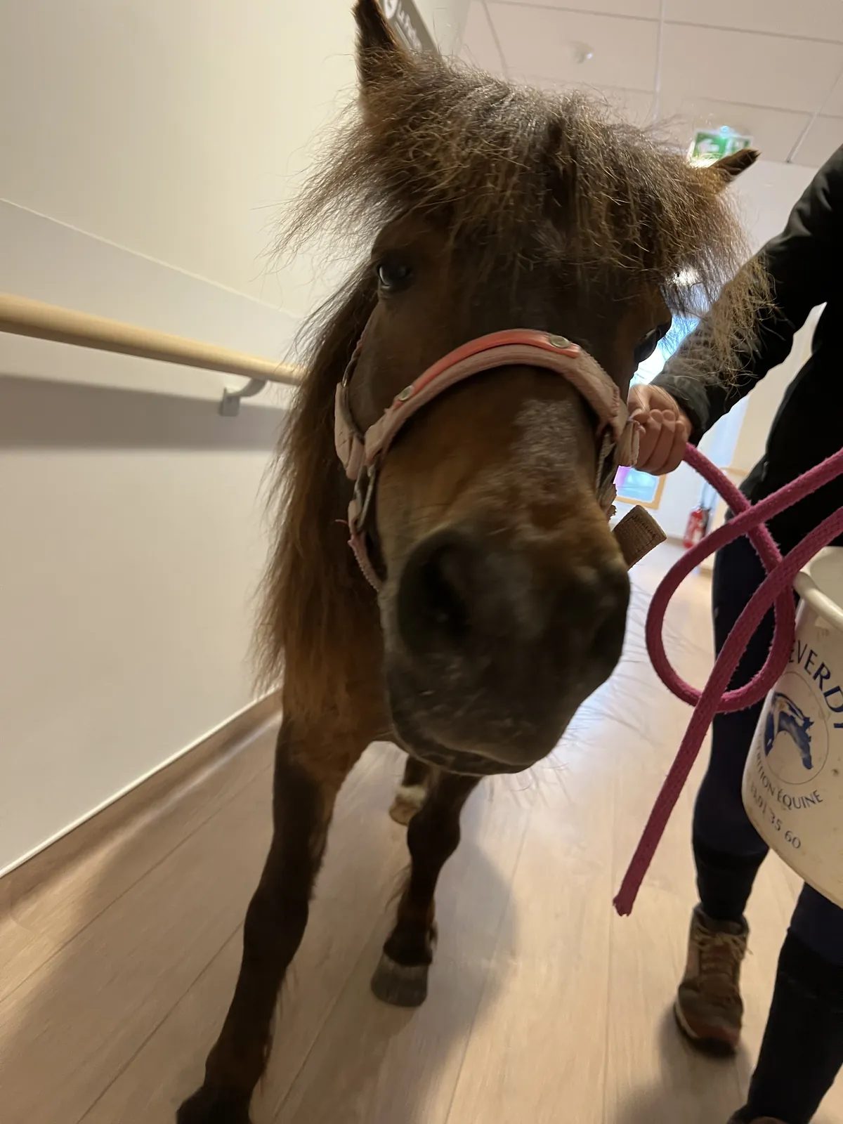 Avez-vous déjà vu un poney dans un ascenseur 