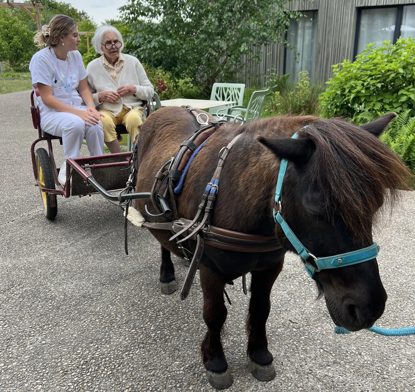 Avez-vous déjà vu un poney dans un ascenseur 