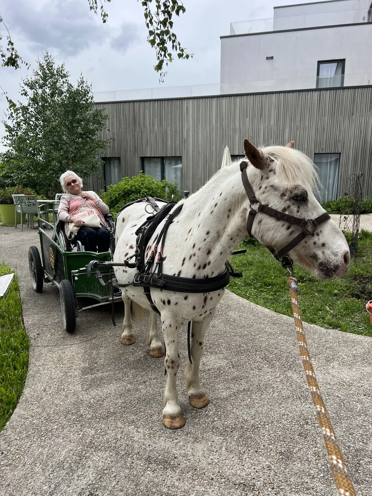 Avez-vous déjà vu un poney dans un ascenseur 