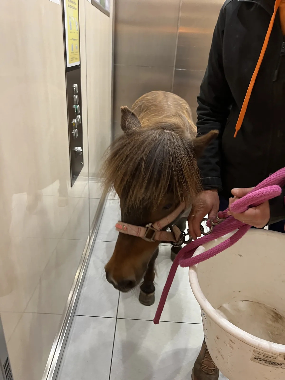 Avez-vous déjà vu un poney dans un ascenseur 