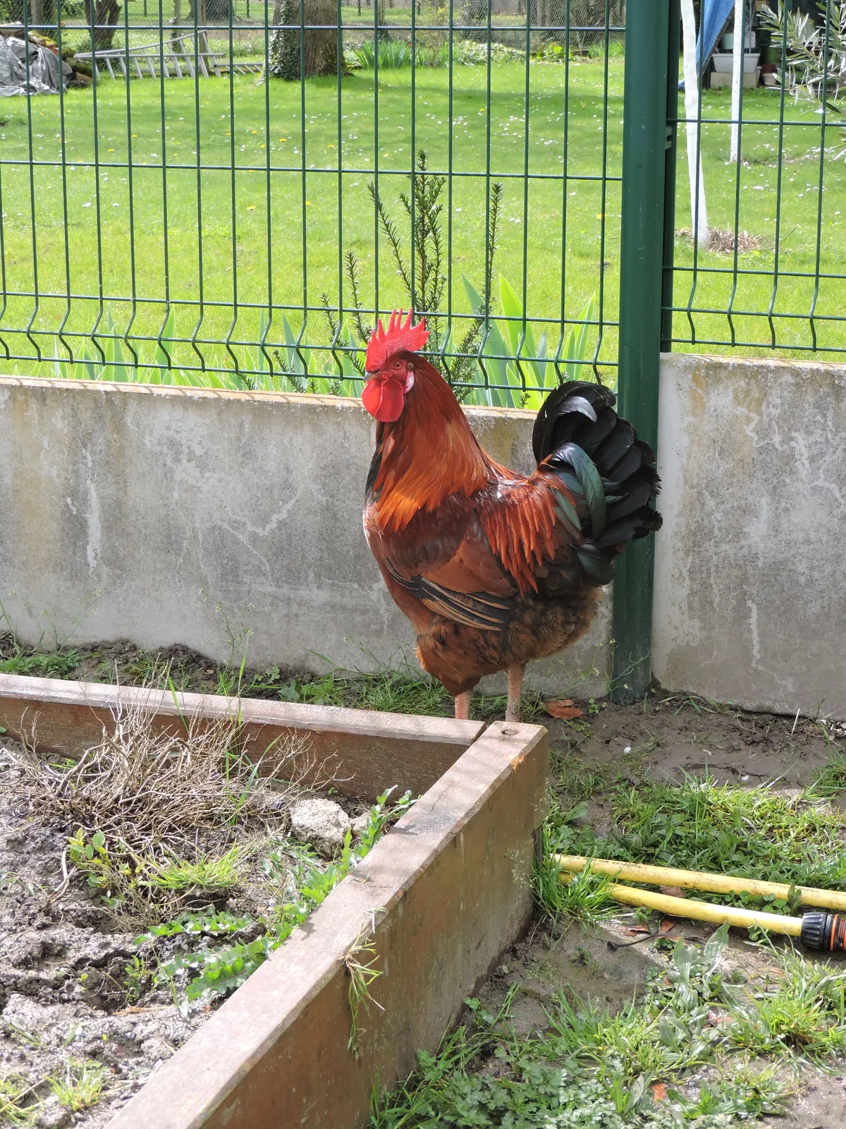 Visite d'une ferme pédagogique