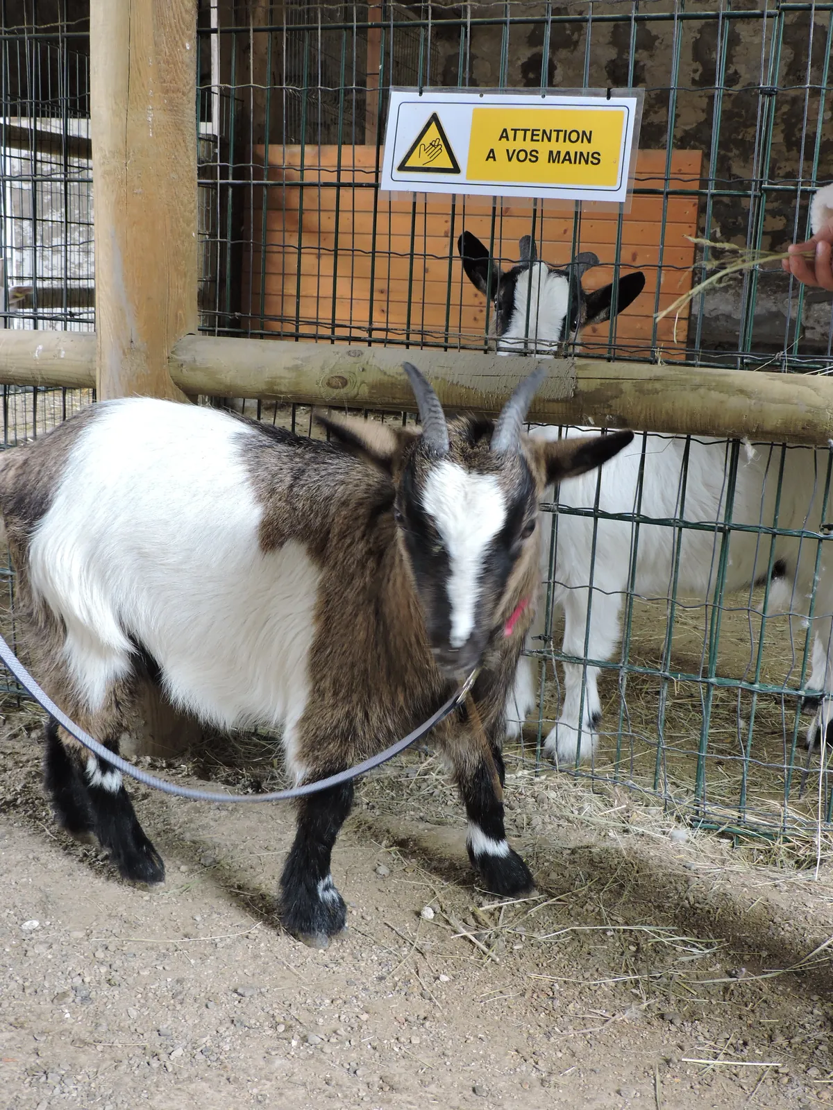 Visite d'une ferme pédagogique