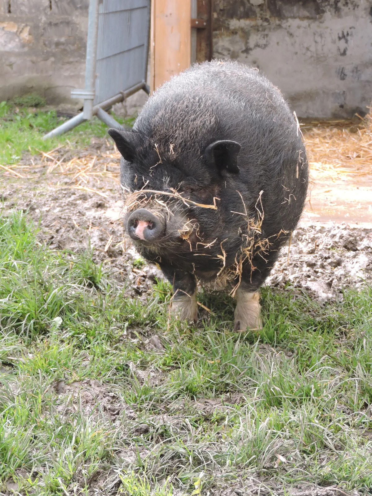 Visite d'une ferme pédagogique