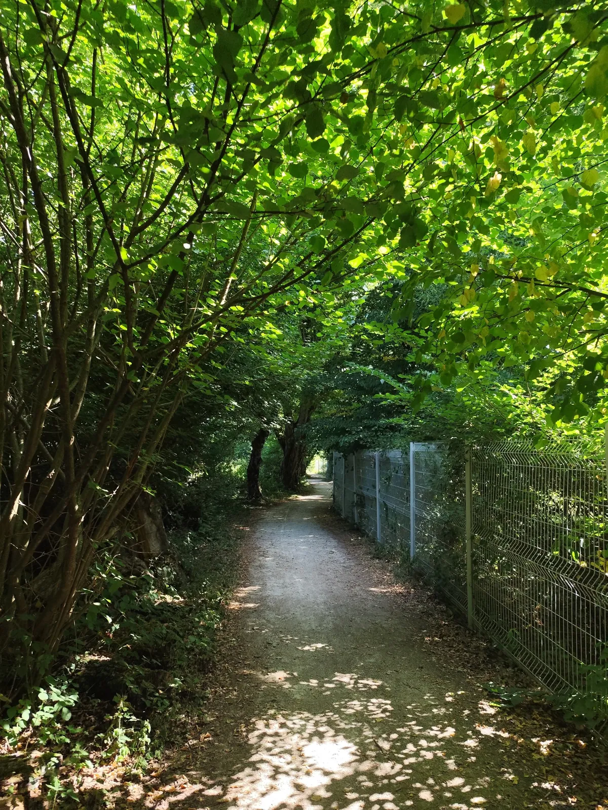 Promenade du matin 