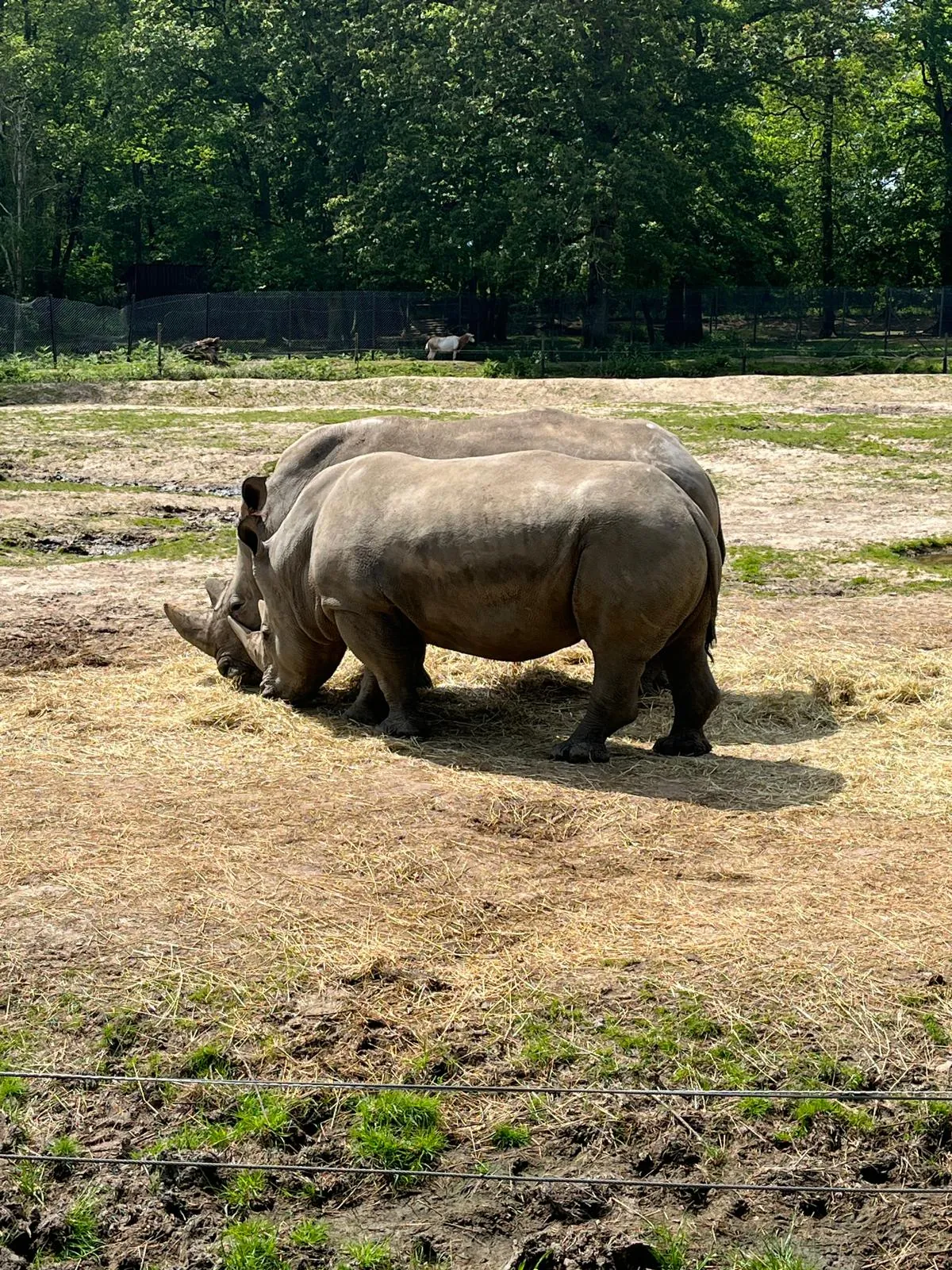 Une Journée Inoubliable au Zoo de Thoiry !