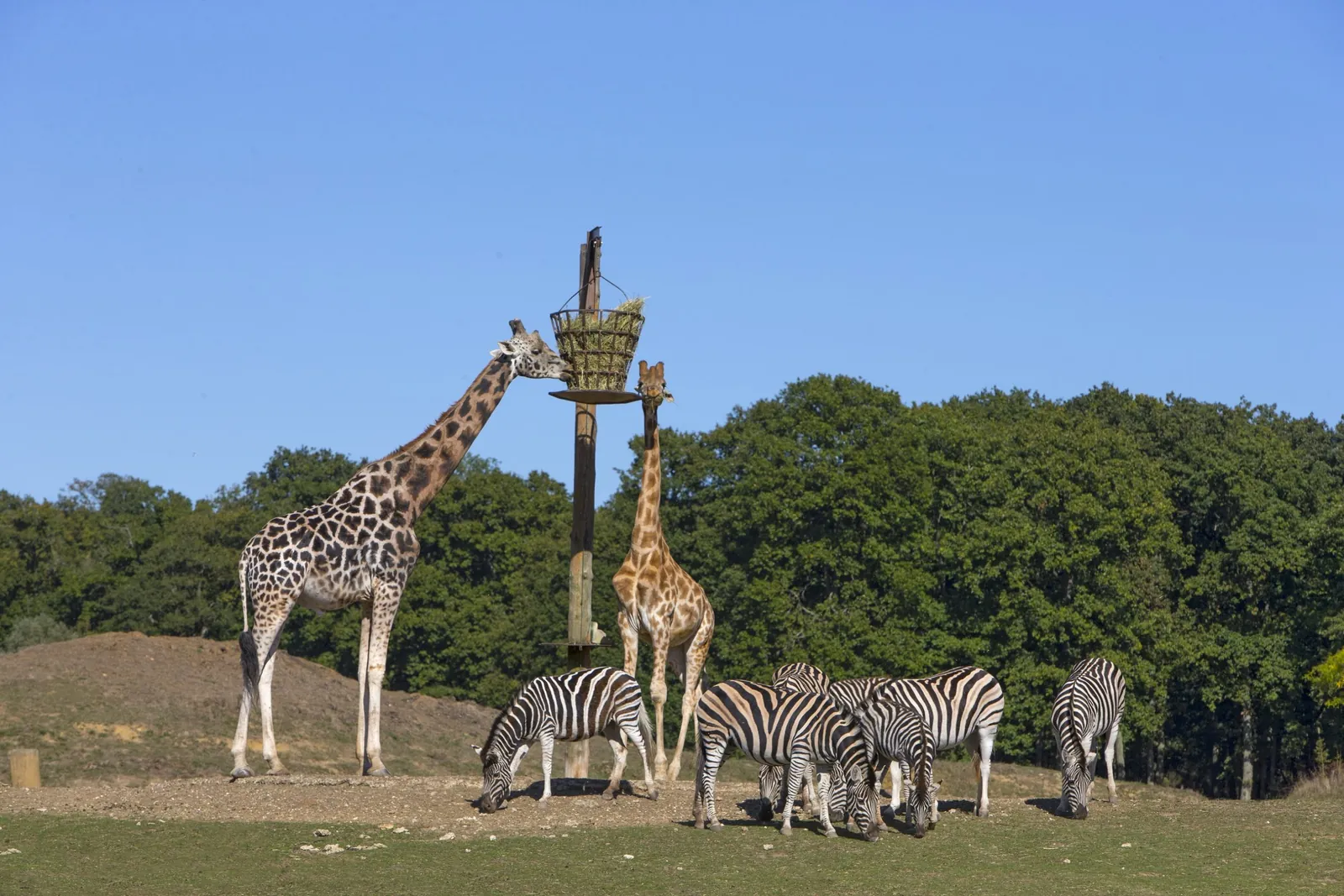 Une Journée Inoubliable au Zoo de Thoiry !