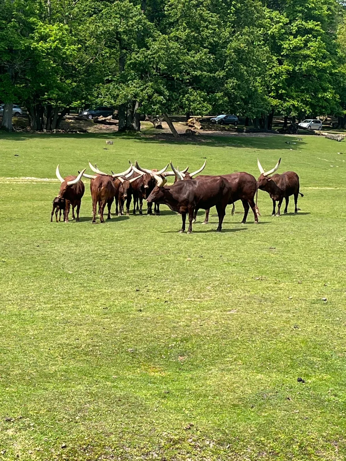 Une Journée Inoubliable au Zoo de Thoiry !
