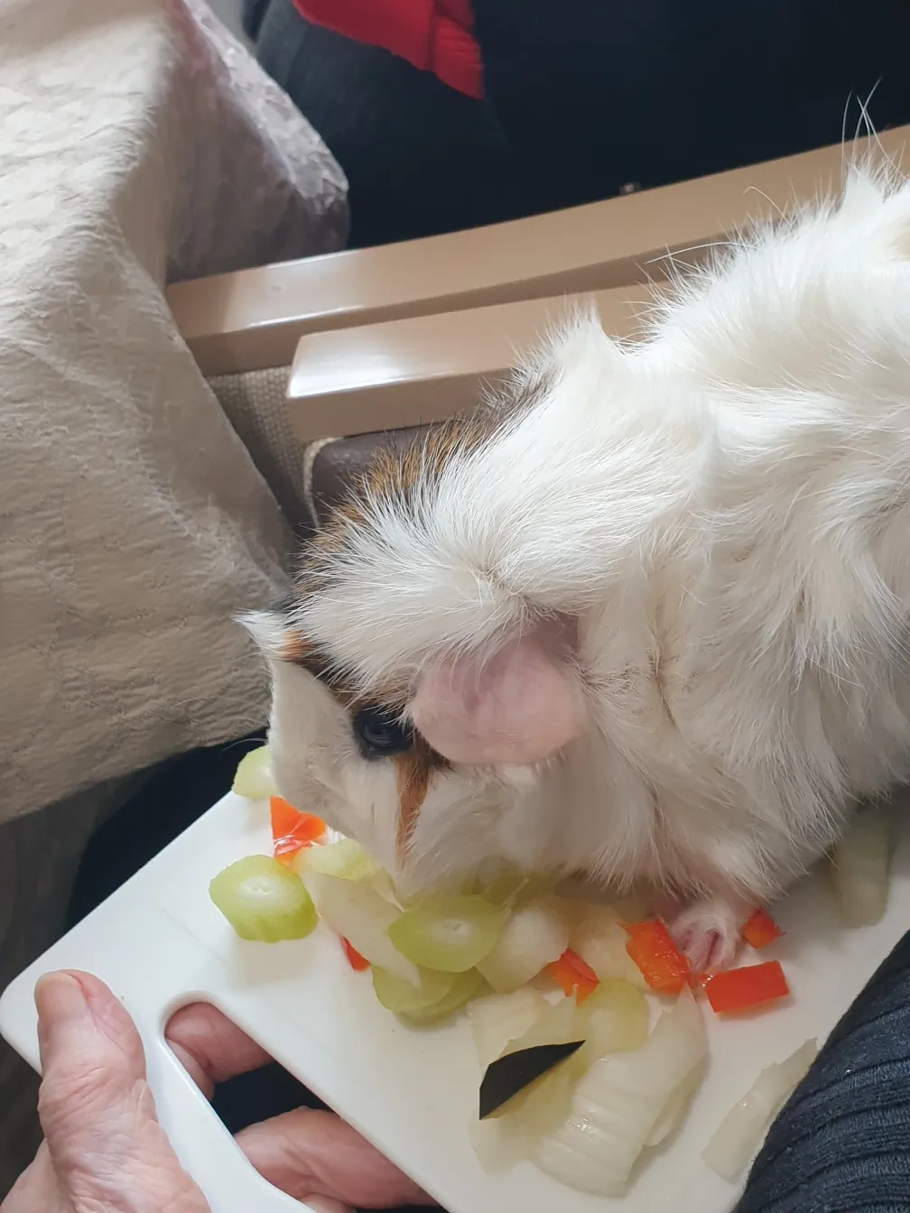Le festin des cochons d'Inde