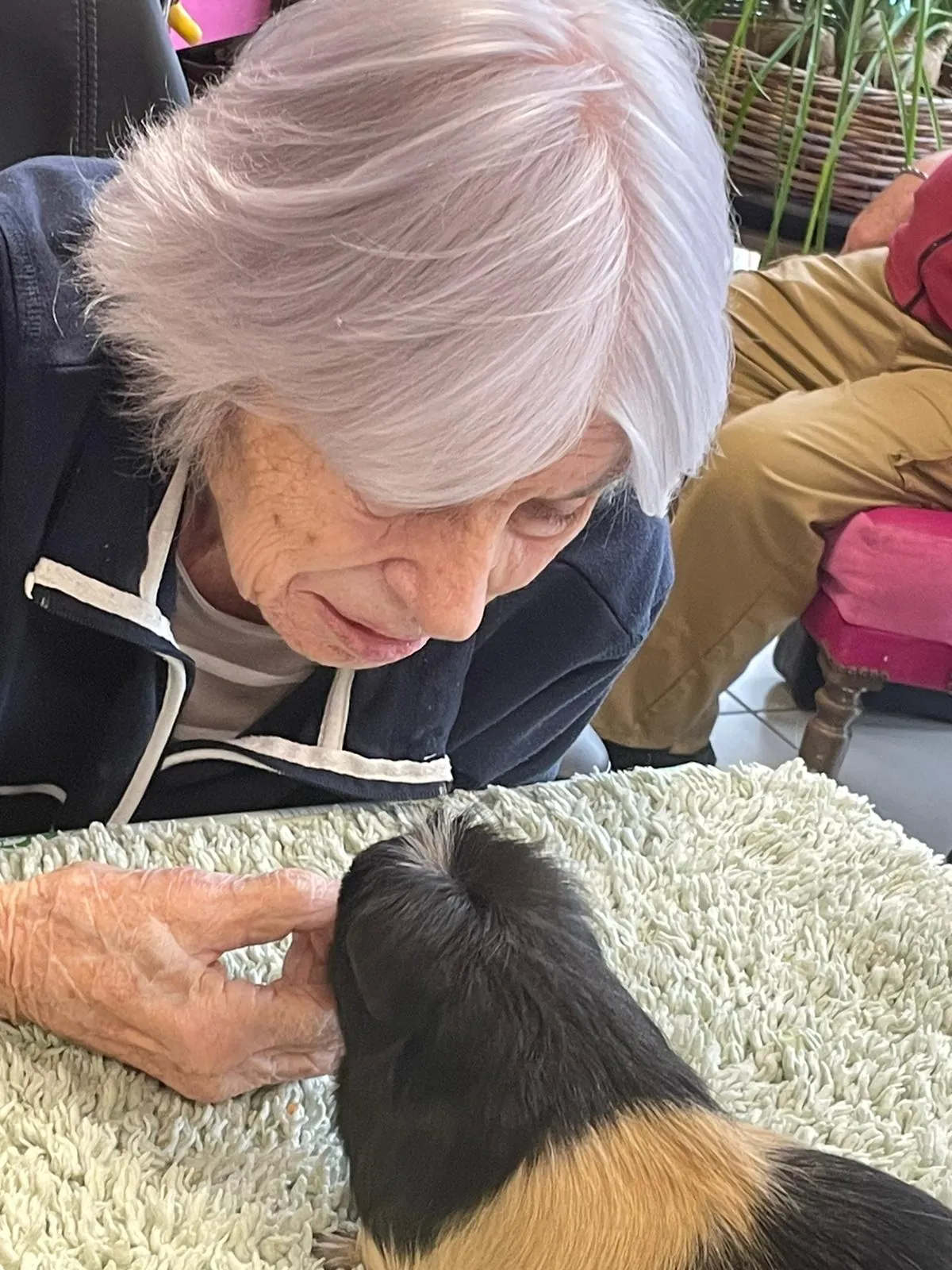 La médiation animale 