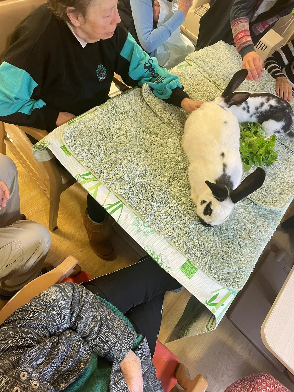 La médiation animale 