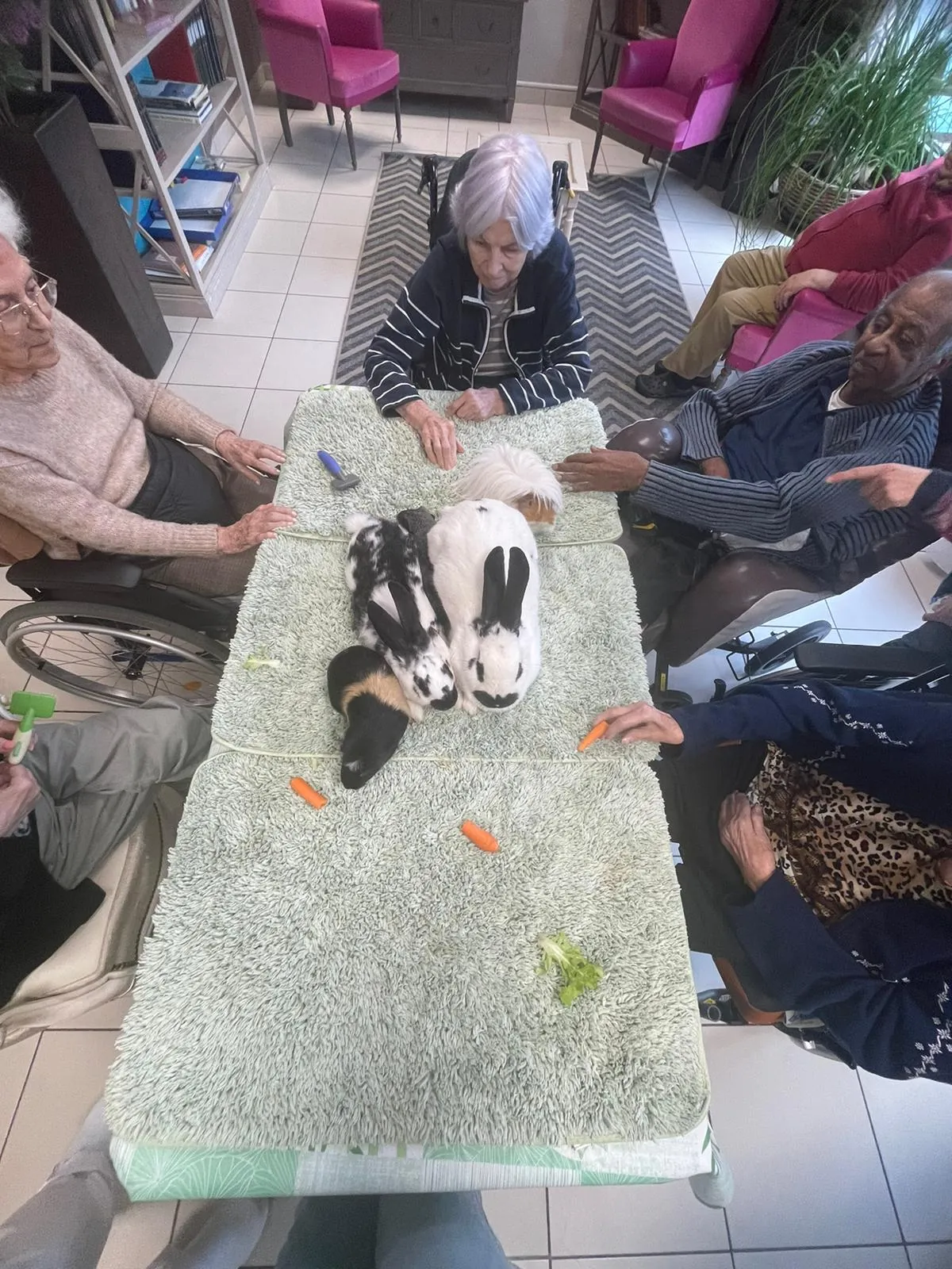 La médiation animale 