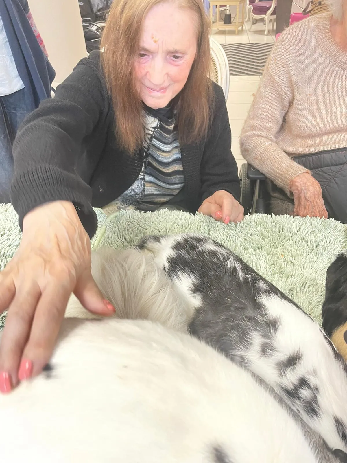 La médiation animale 