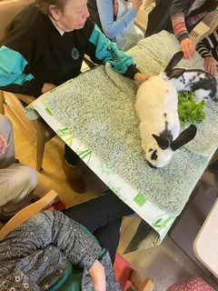 La médiation animale 
