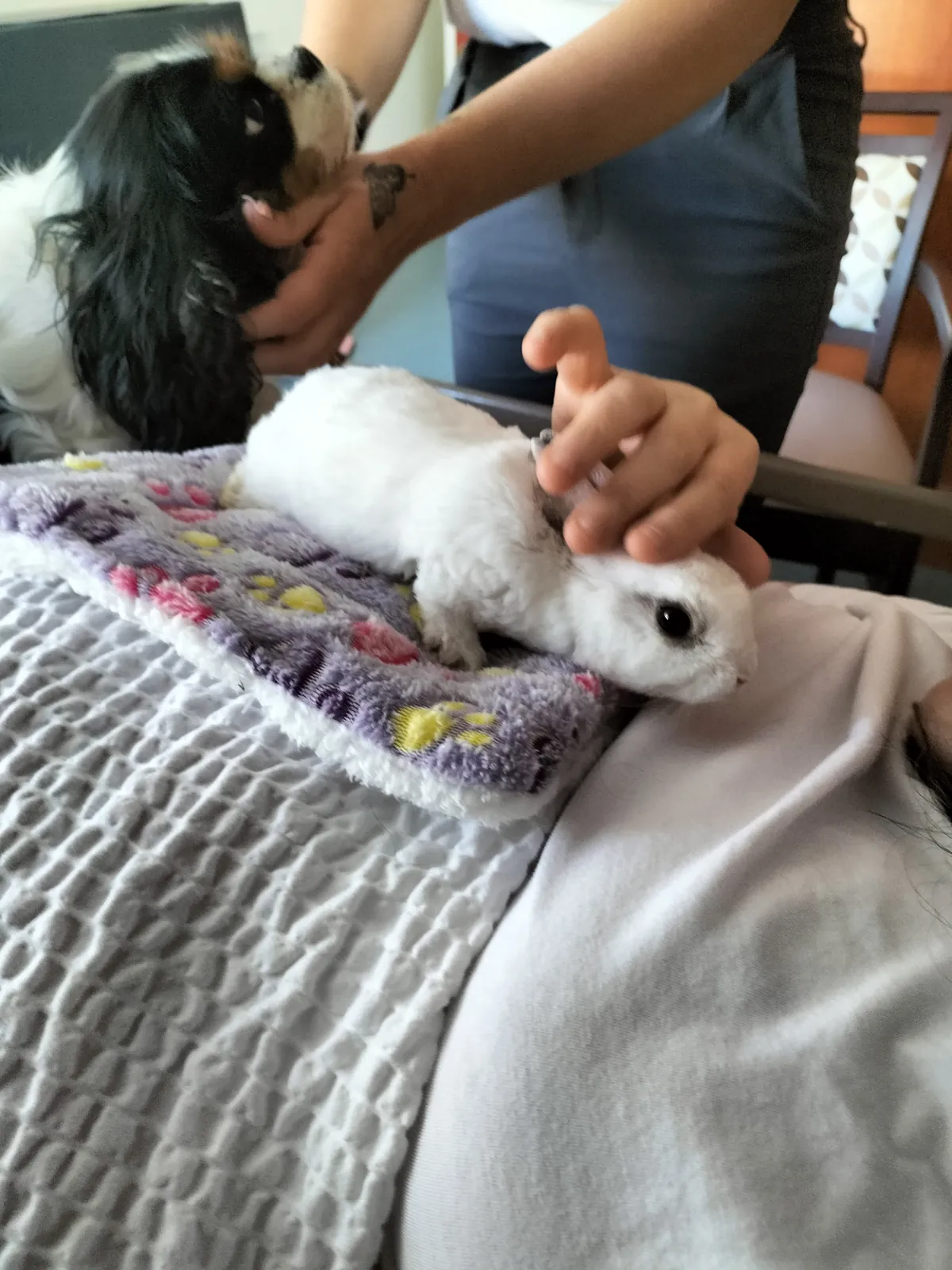 Les petits compagnons à poils sont arrivés !
