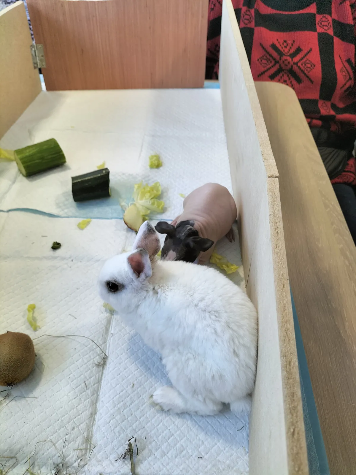 Les petits compagnons à poils sont arrivés !