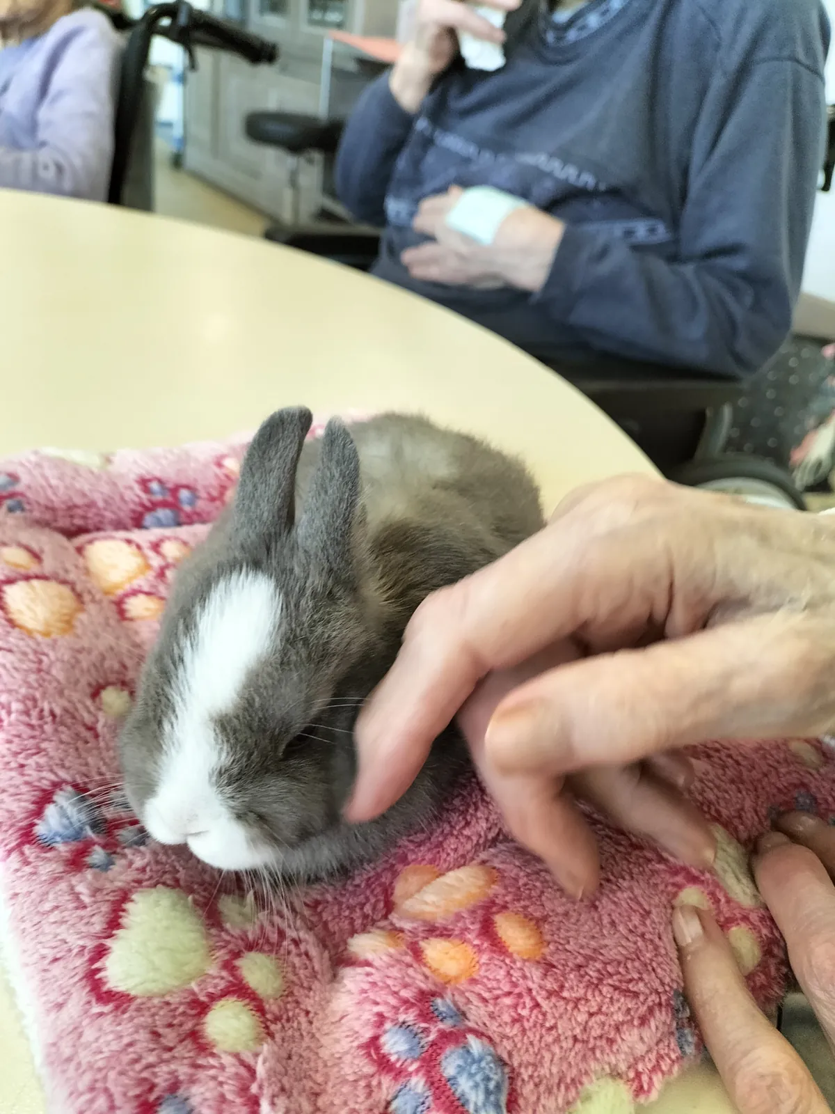 Les petits compagnons à poils sont arrivés !