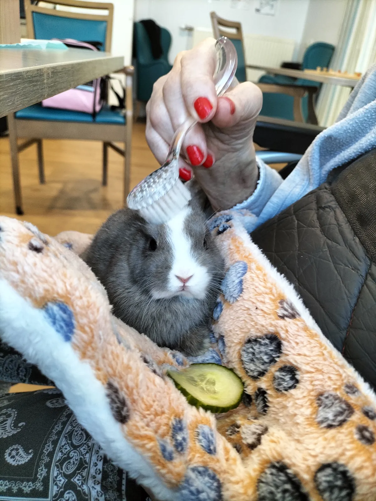 Les petits compagnons à poils sont arrivés !