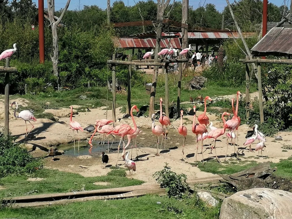 Les Tourterelles en immersion à Parrot World 