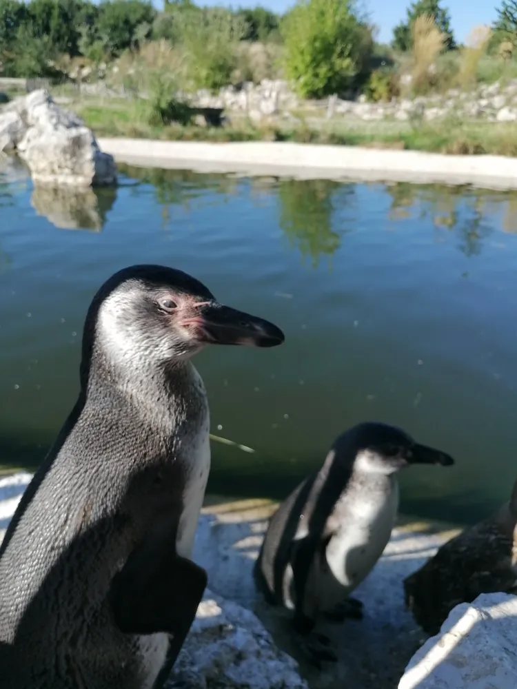 Les Tourterelles en immersion à Parrot World 