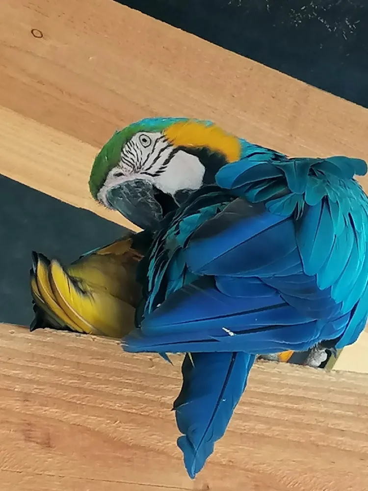 Les Tourterelles en immersion à Parrot World 