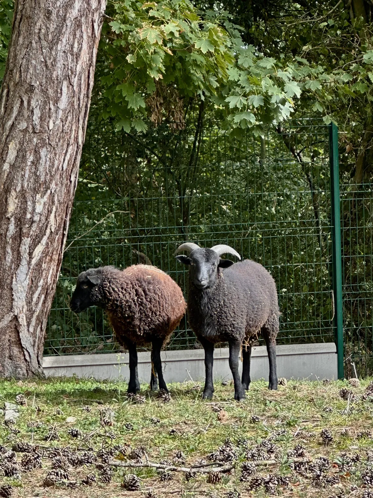 Ils sont de retour !