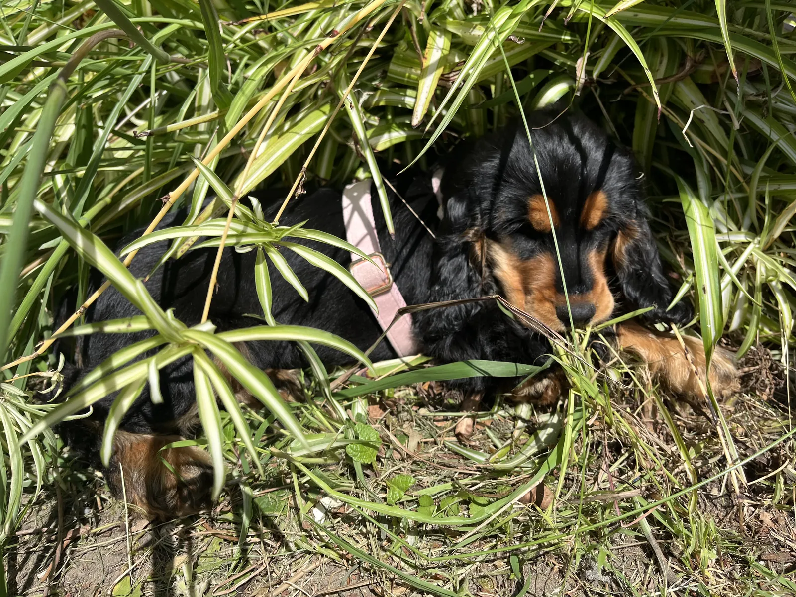 Une nouvelle venue qui a du chien !