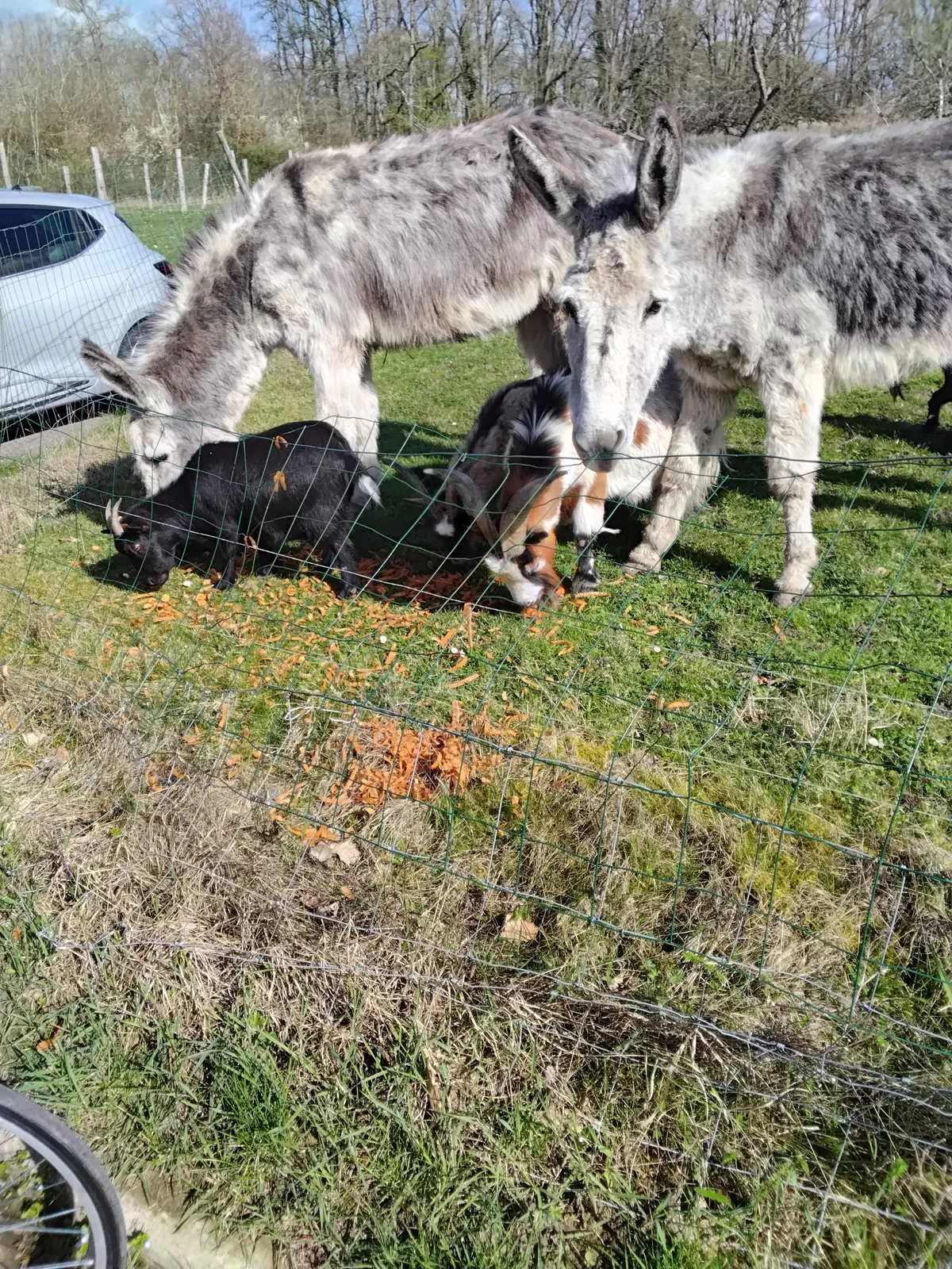 aujourd'hui atelier épluchage de carottes et visite aux animaux  