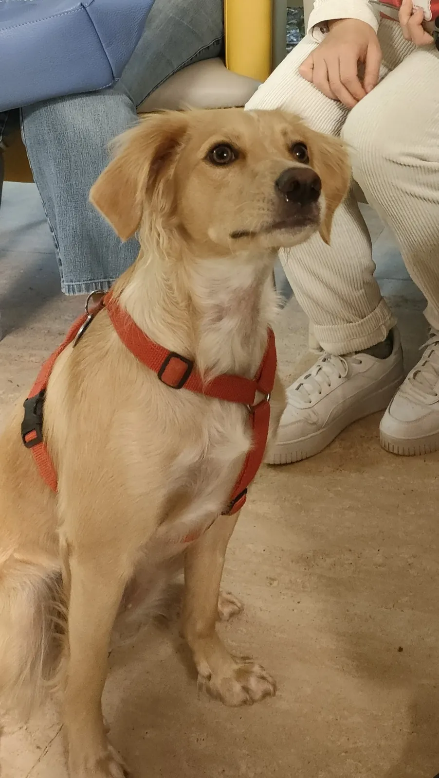Un nouveau compagnon. 
