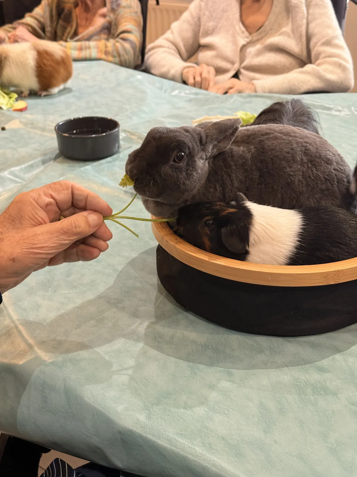 La zoothérapie aux Blacassins pour nos résidents 