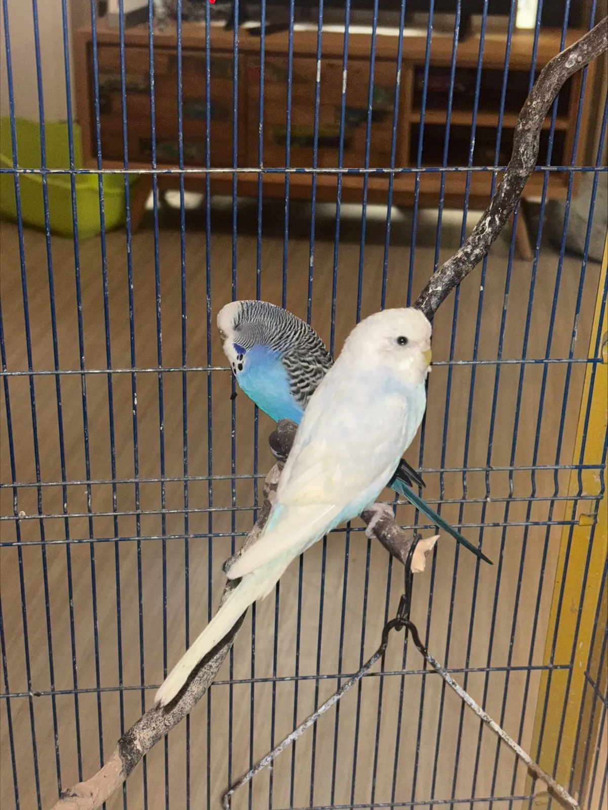 Nous souhaitons la bienvenue à nos deux nouveaux compagnons !