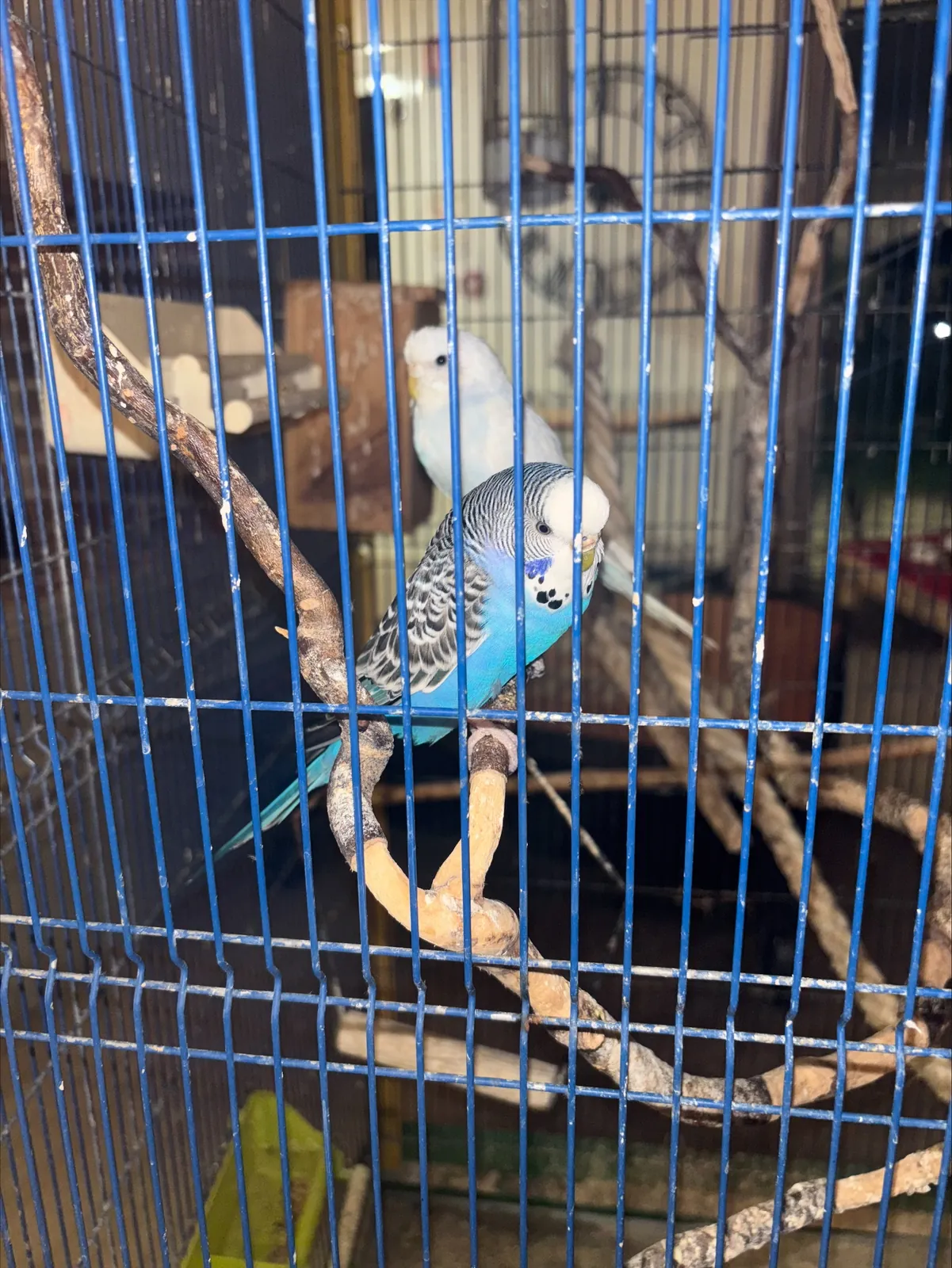 Nous souhaitons la bienvenue à nos deux nouveaux compagnons !