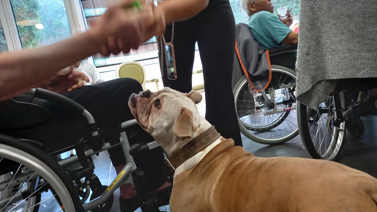 LES ANIMAUX EN VISITE !