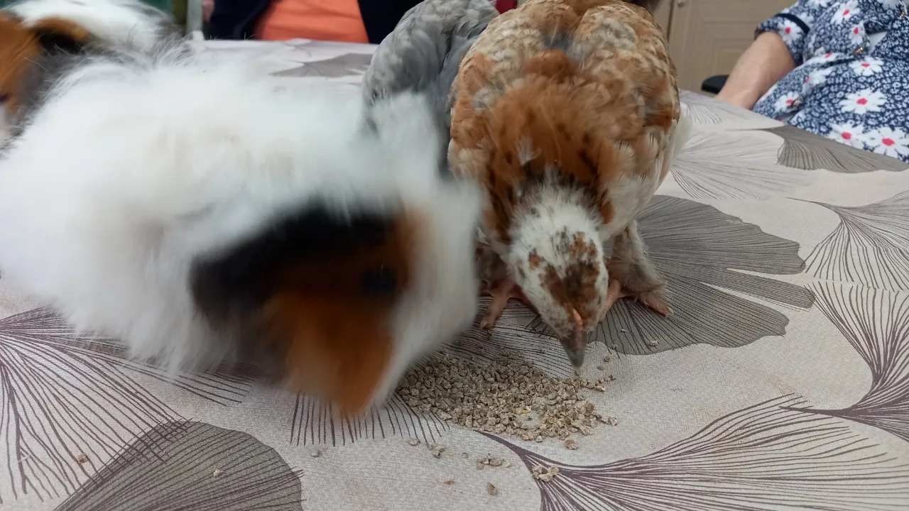 LES ANIMAUX EN VISITE !