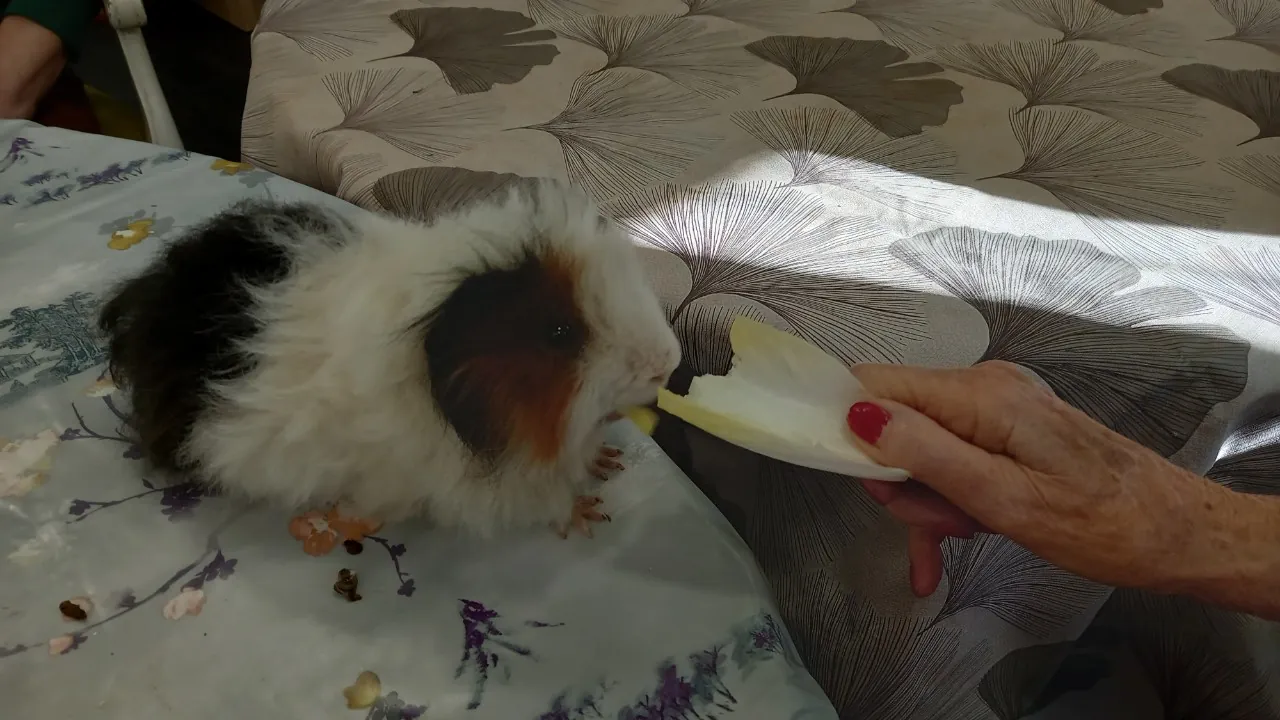 LES ANIMAUX EN VISITE !