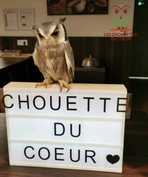 Les chouettes du coeur 