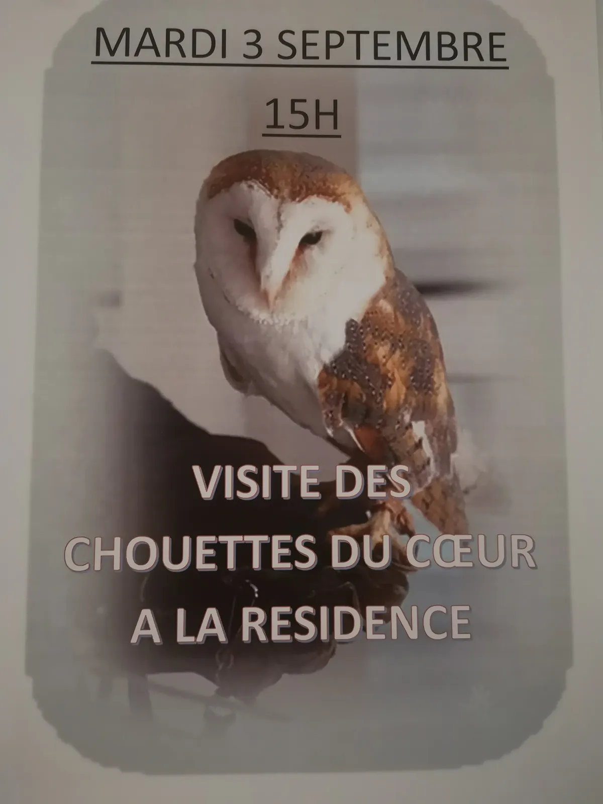 Les chouettes du coeur 