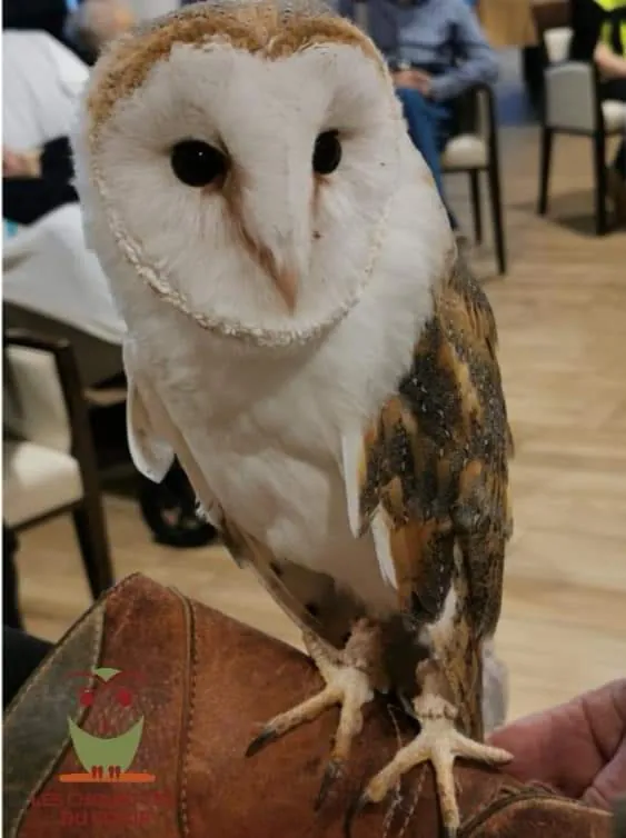 Les chouettes du coeur 