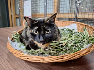 Un chat béni entre tous 