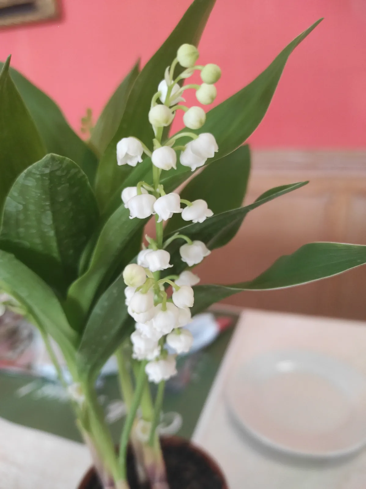 1er mai - le Muguet Porte Bonheur 