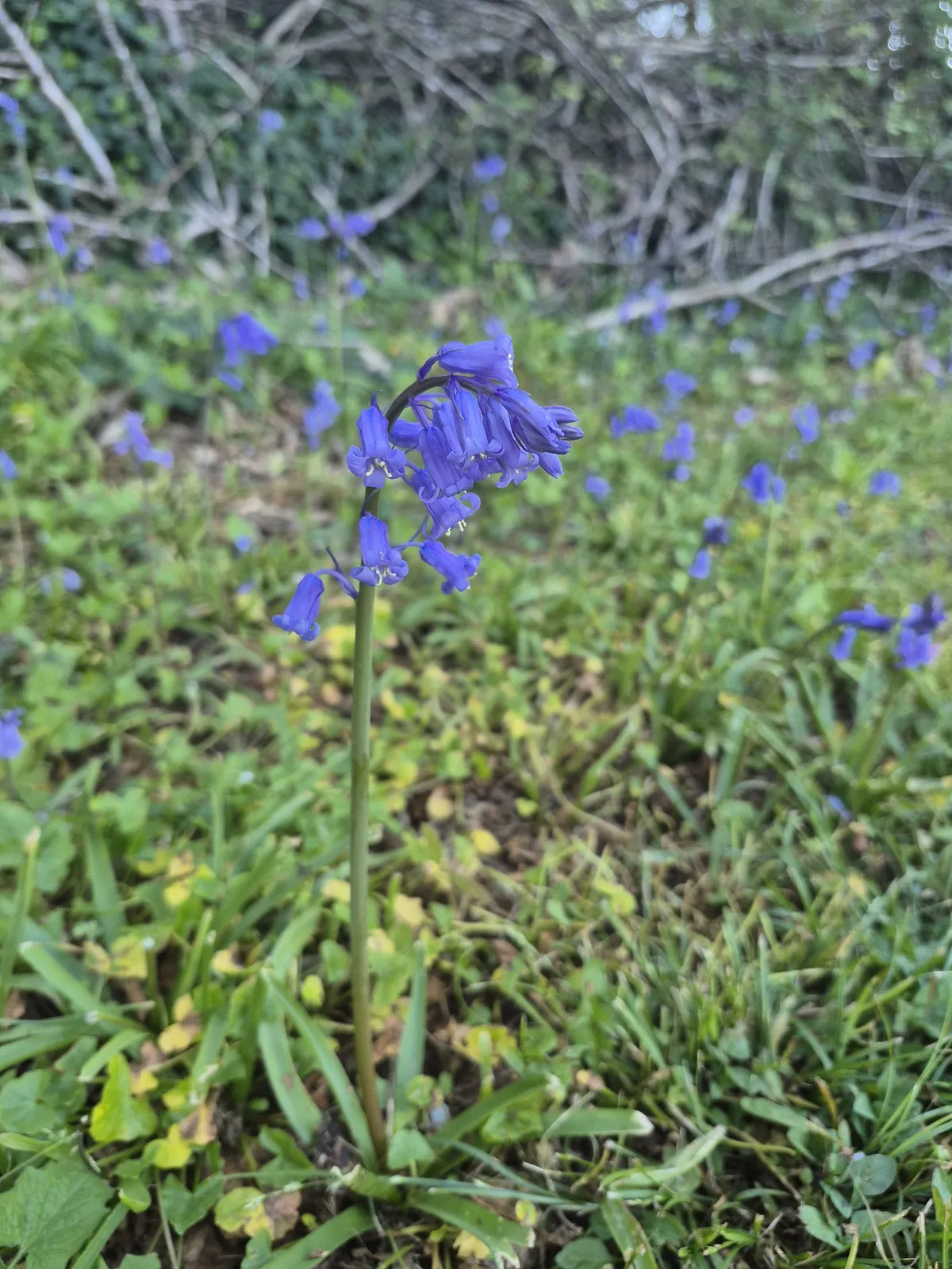Quand le printemps s’éveille en douceur