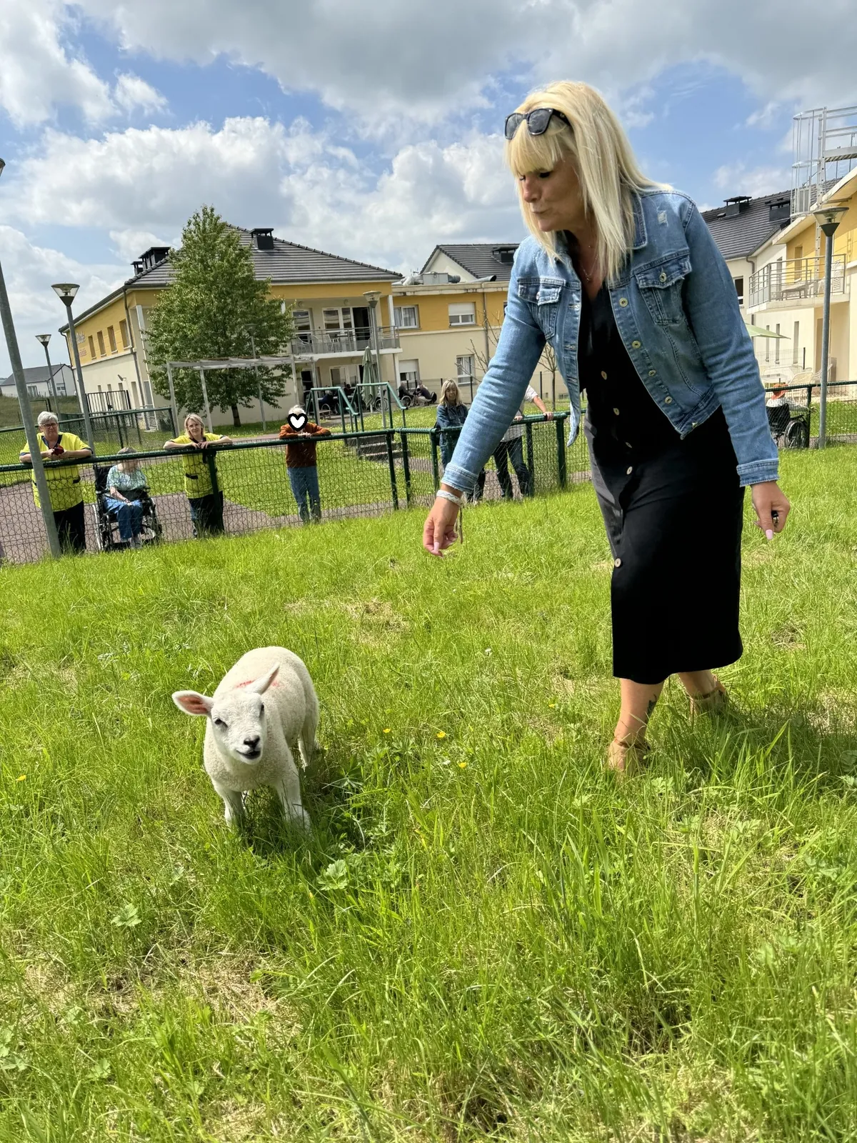 Arrivée des moutons !