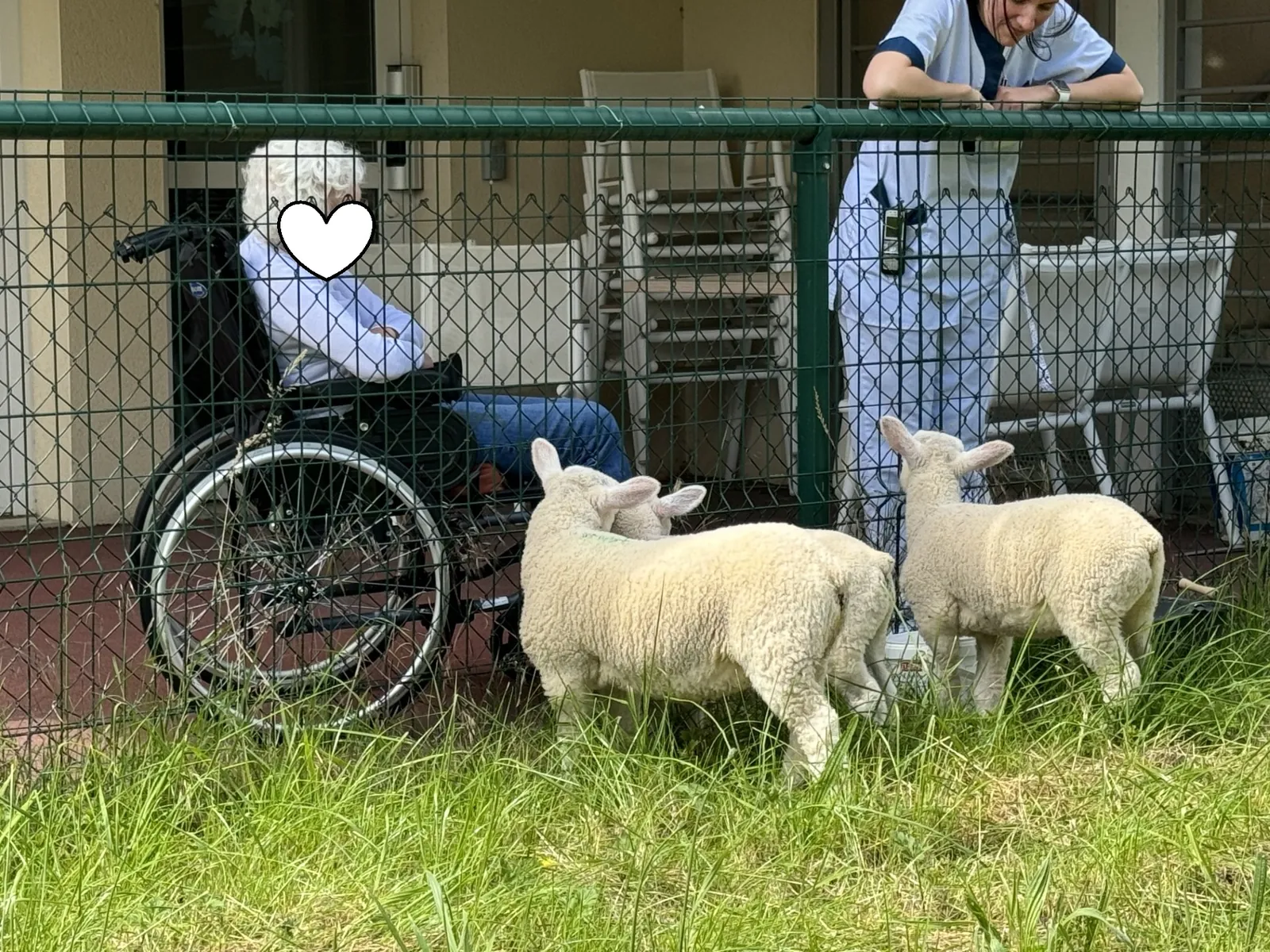 Arrivée des moutons !