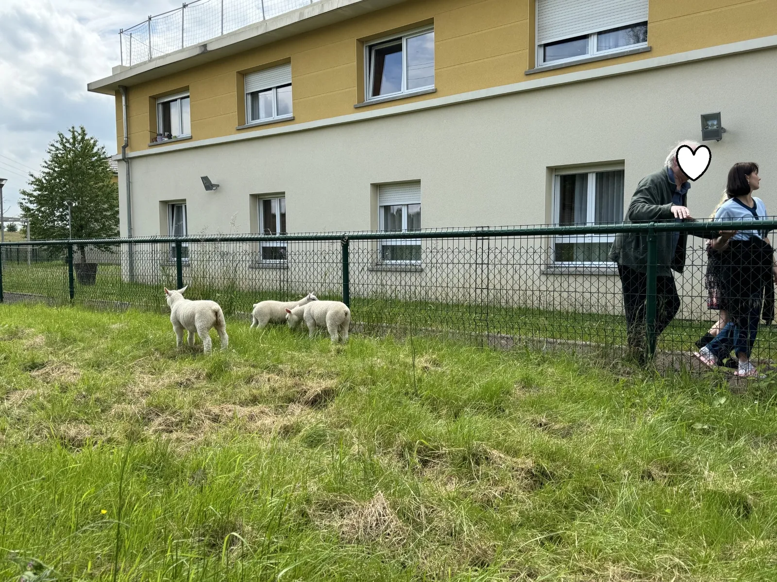 Arrivée des moutons !