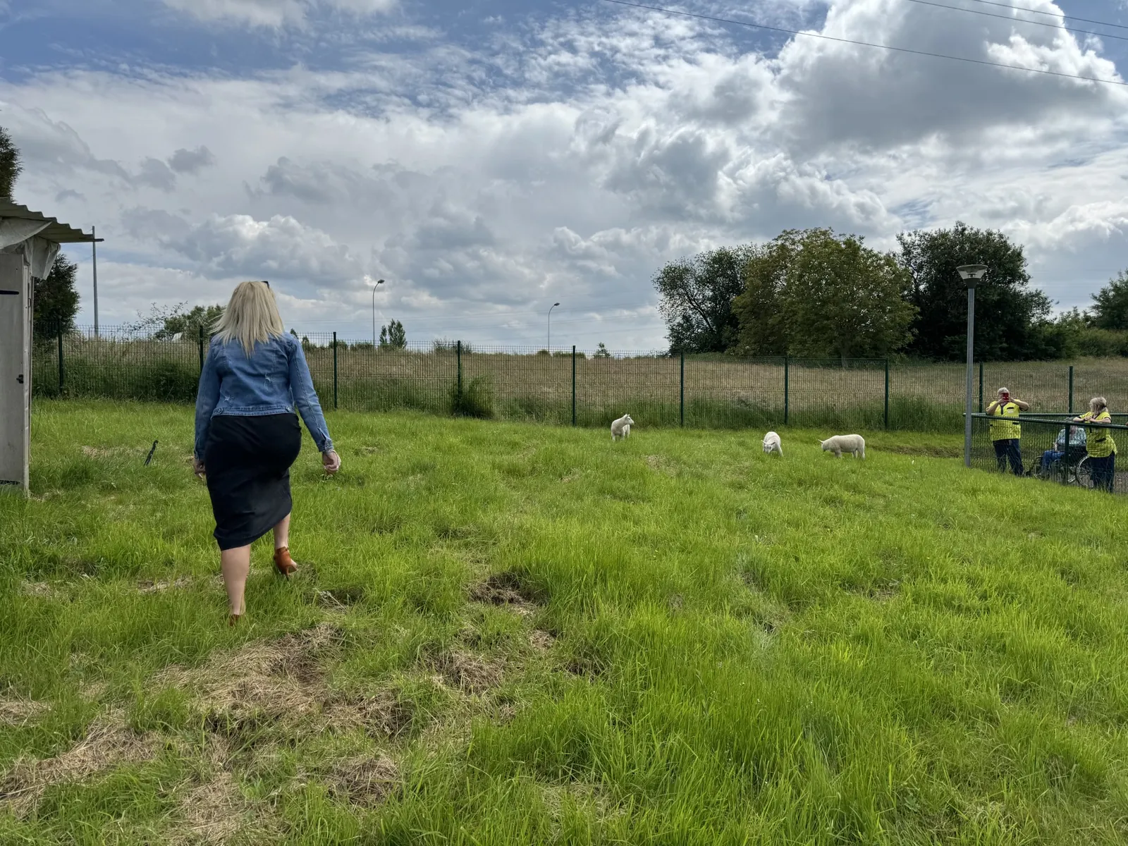 Arrivée des moutons !