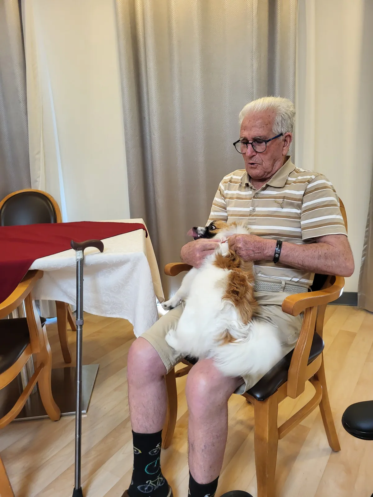 Visite du petit Spitz Allemand " Buddy"