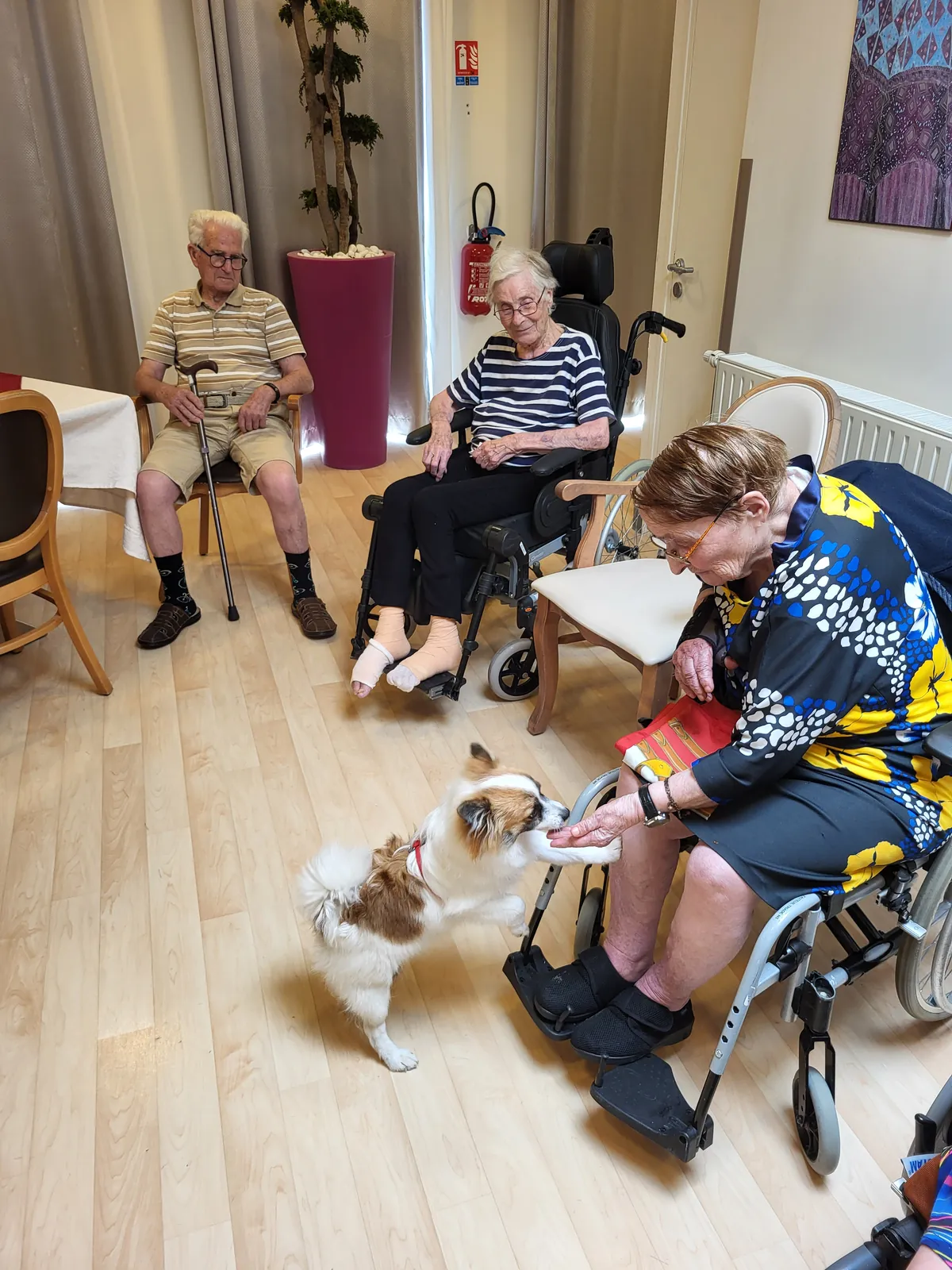 Visite du petit Spitz Allemand " Buddy"