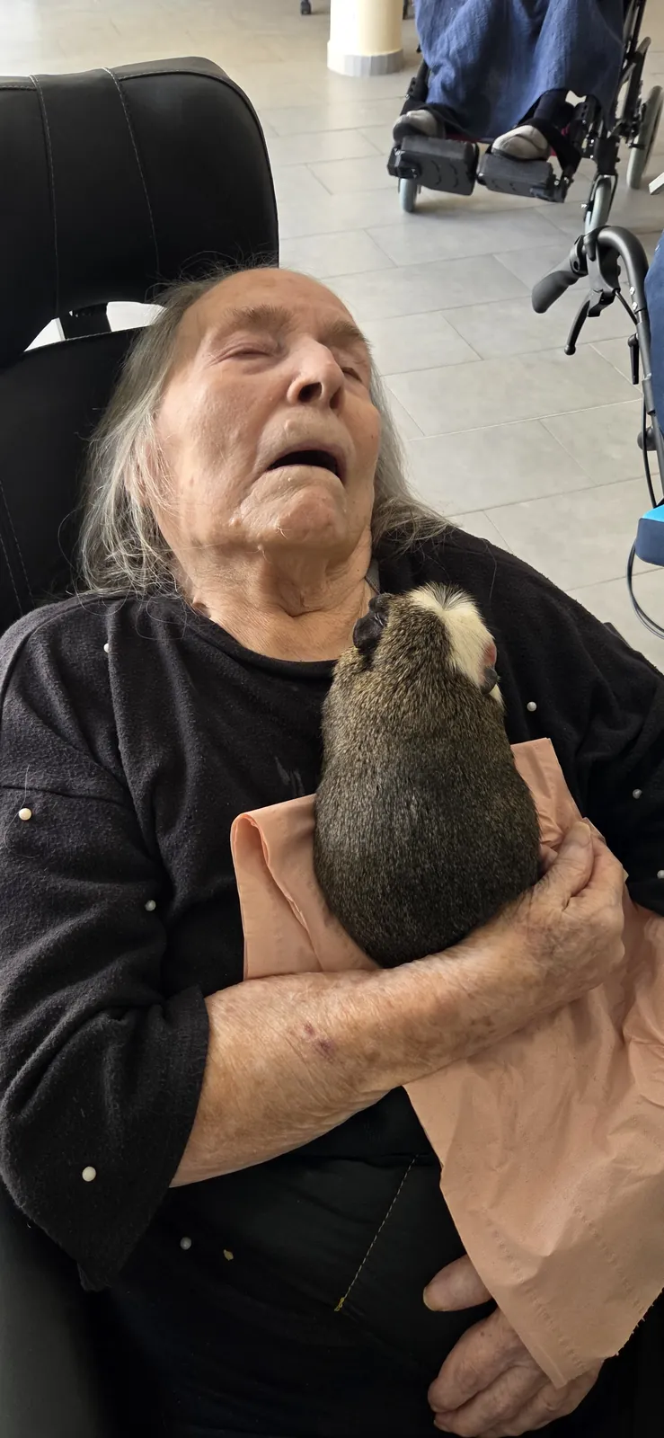 La médiation animale 