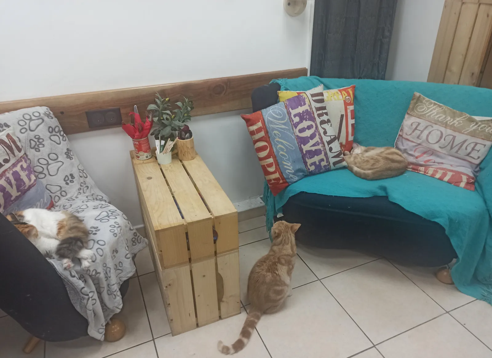Le Bar à Chat ? Rrrrrrrrrrr C'est parti pour une Séance de "Ronronthérapie" !
