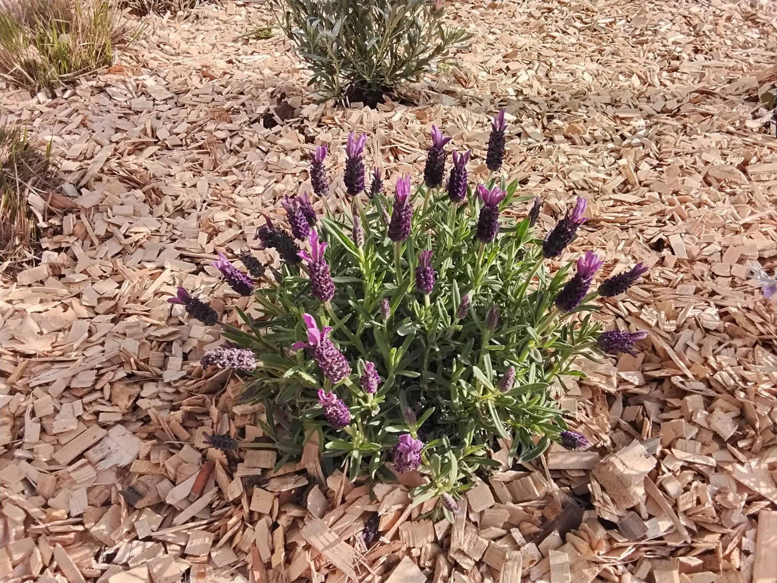 Le jardin se pare des couleurs du printemps!