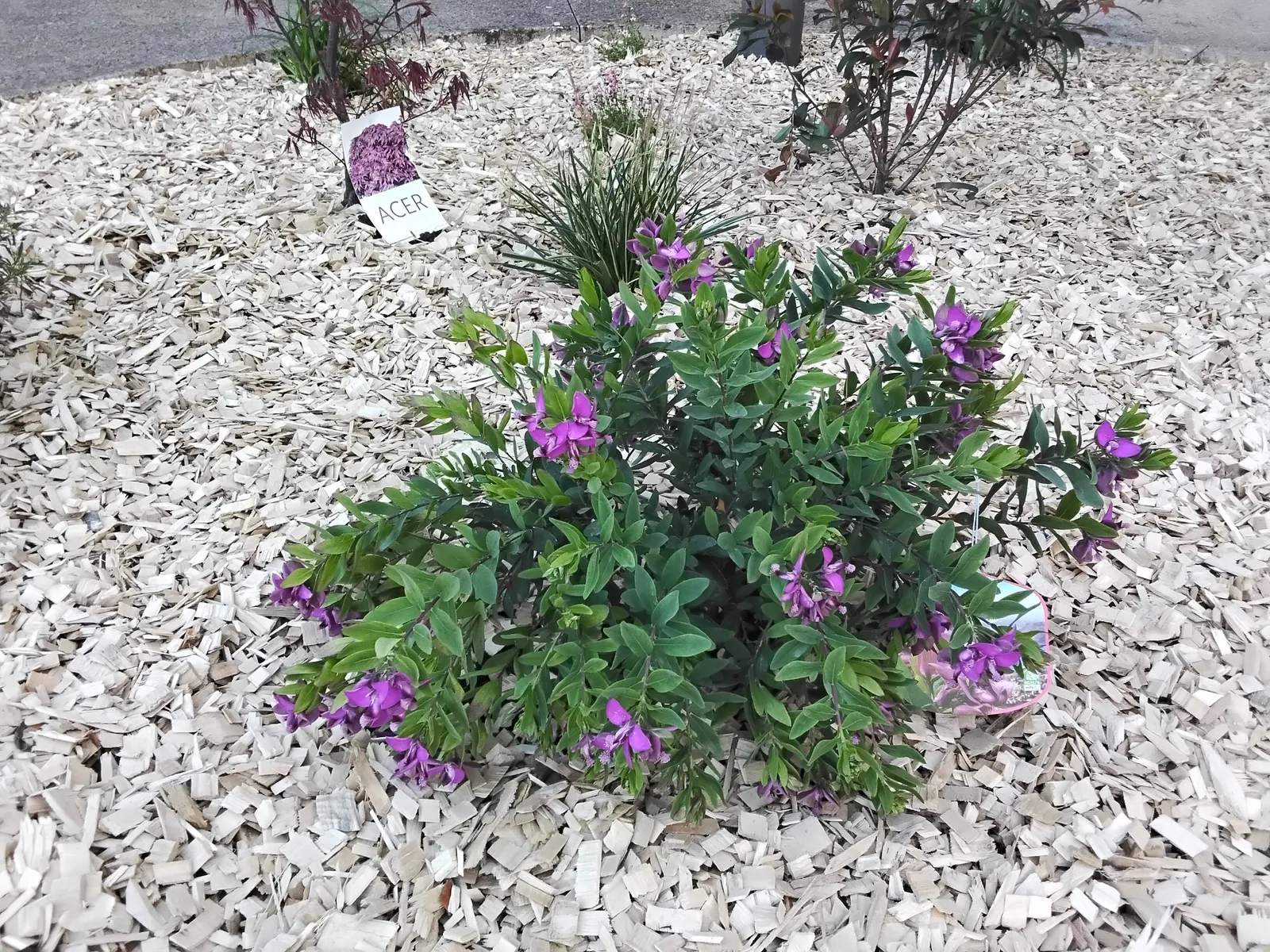 Le jardin se pare des couleurs du printemps!